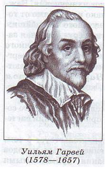 Уильям гарвей. Уильям Гарвей(1578 – 1657 гг). Уильям Гарвей портрет. Уильям Гарвей биолог.