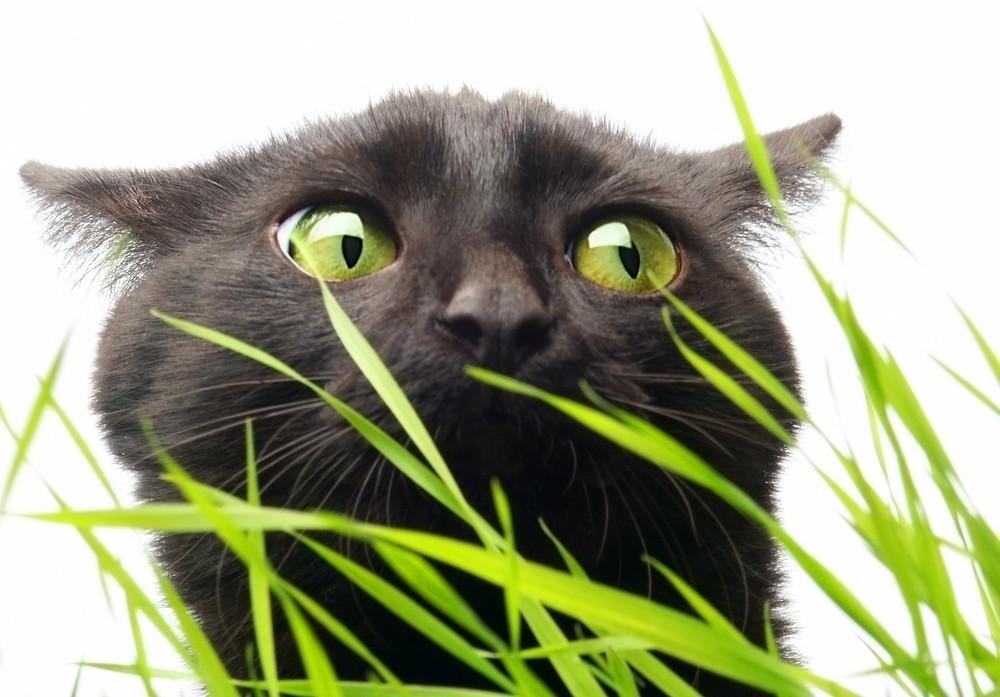 Ученые объяснили, почему кошки едят траву - Новости в мире - газета  «Обзор», новости Литвы