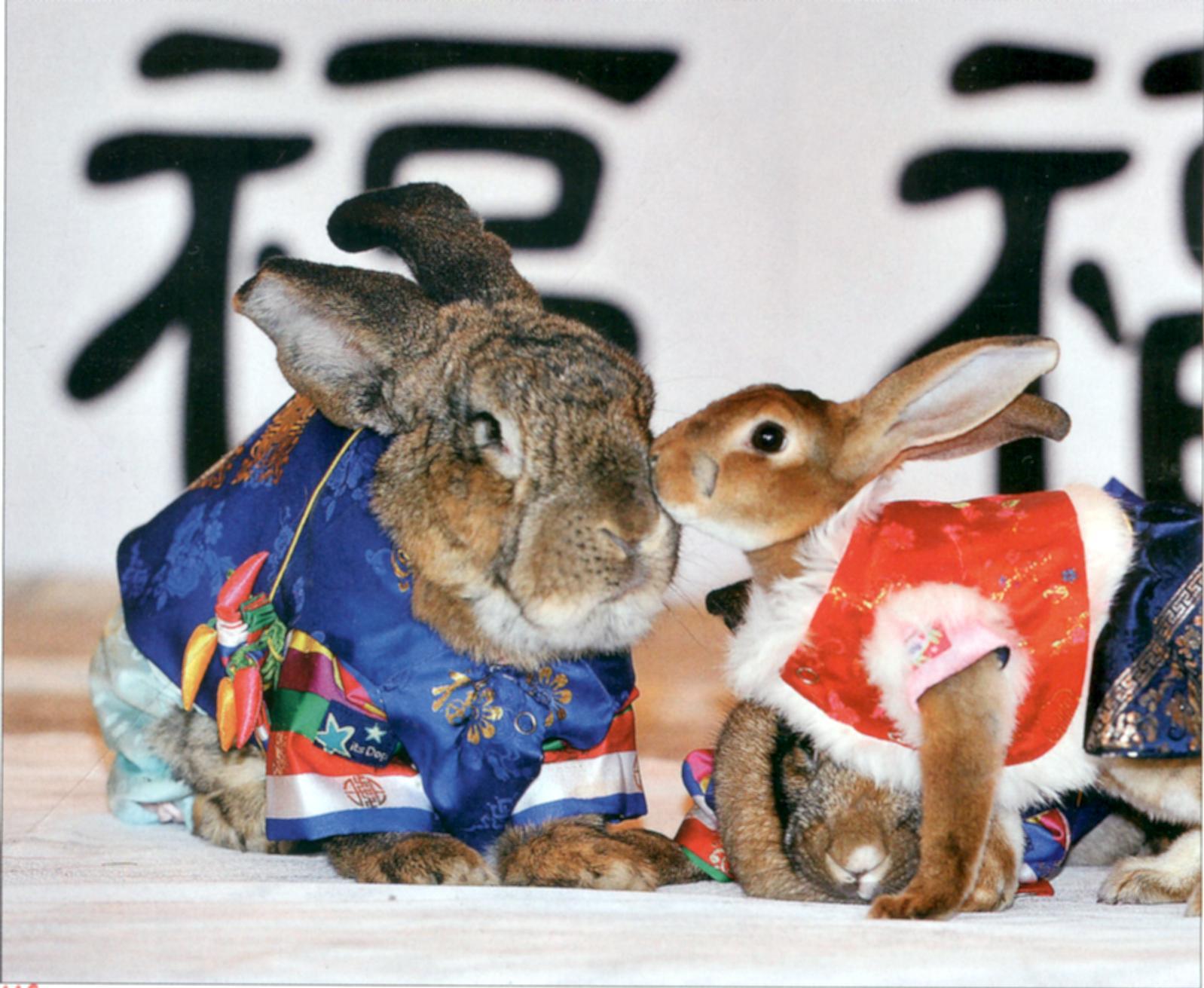 Фото символов года. Год кролика. Китайский кролик. Новогодний кролик. Китайский новый год кролика.