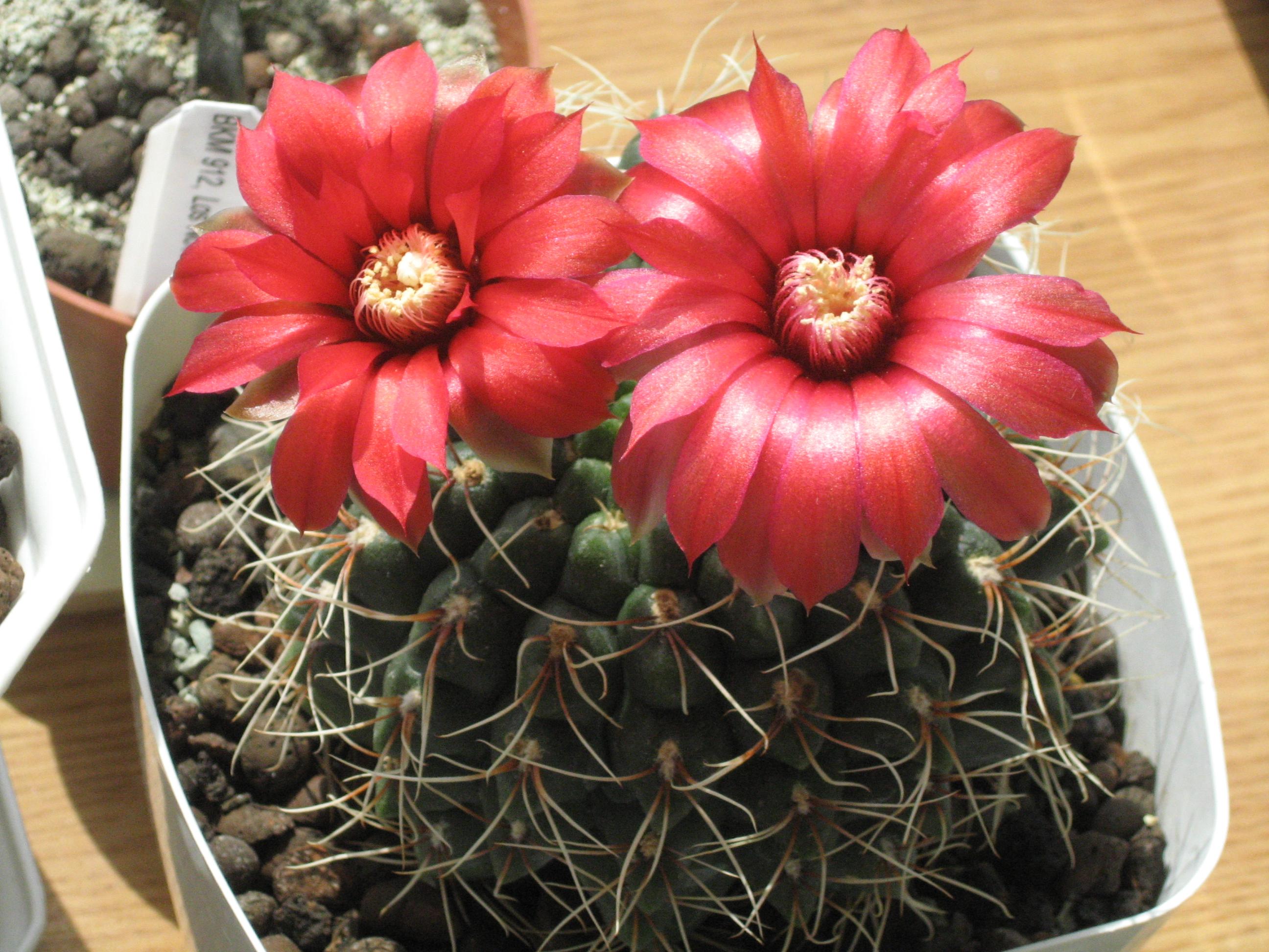 Gymnocalycium baldianum p 127