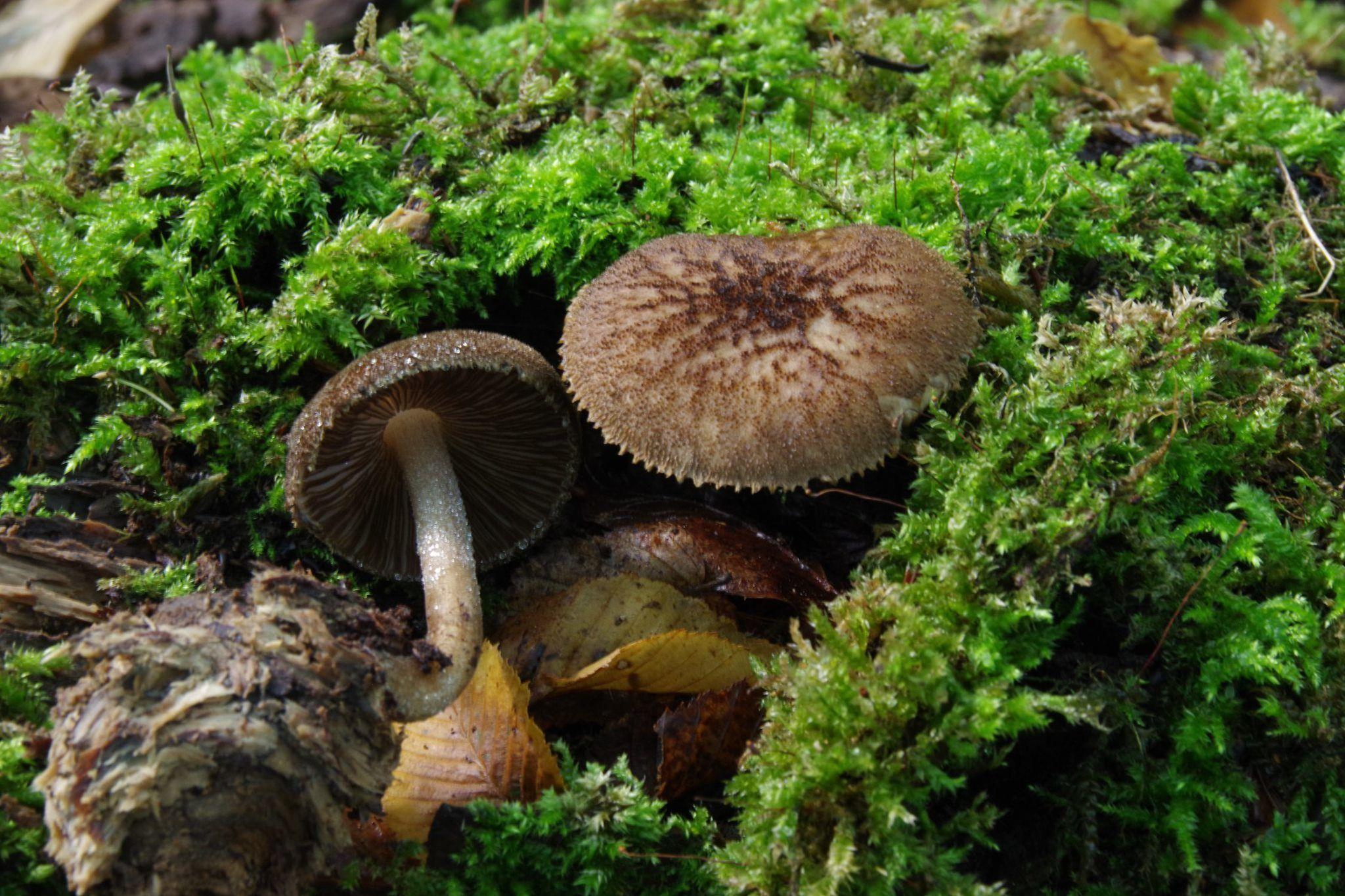 4 новый вид. Плютей умбровый. Pluteus umbrosus. Новые виды грибов. Новый гриб вид.