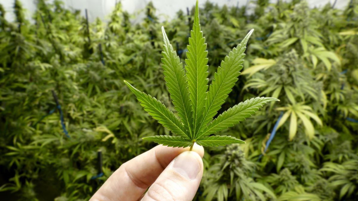 За марихуану в наркологию как правильно выращивать конопля