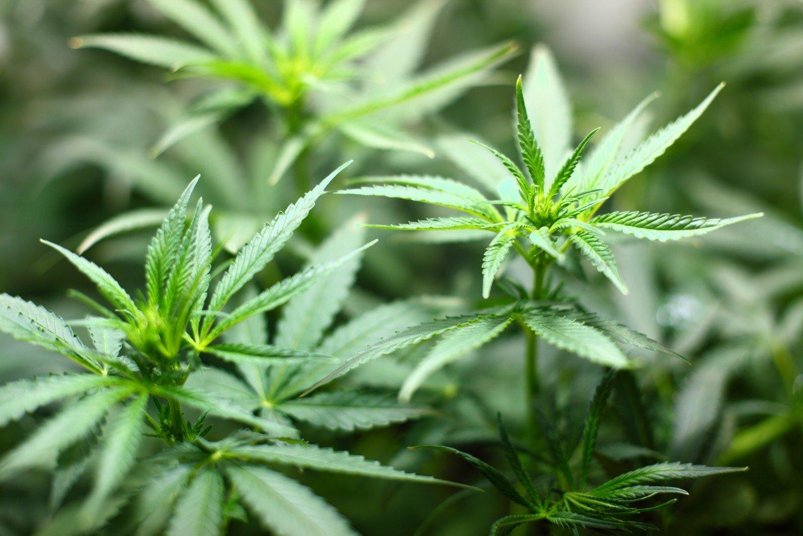 В эстонии легализовали марихуану как сажать семена гидропоники