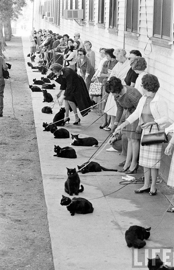 1950-е годы. Голливуд. Объявлен кастинг: «Требуется черный кот с задатками артиста на роль монстра в новом фильме ужасов»