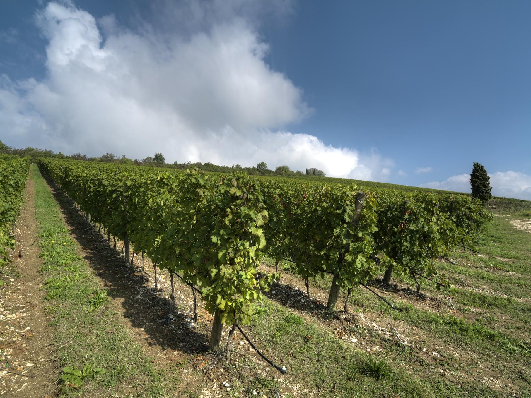 Vineyard Fabriseria