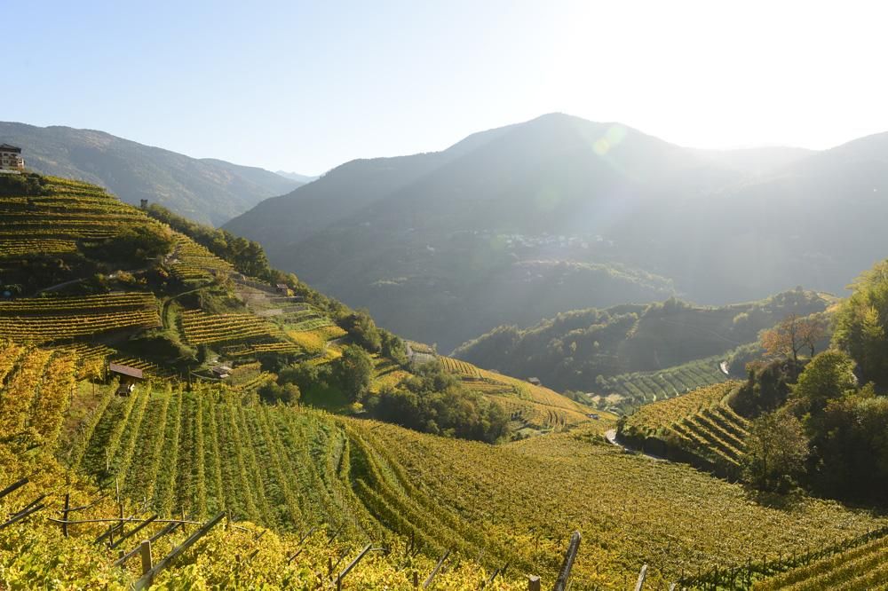 Landscape of La Vis winery