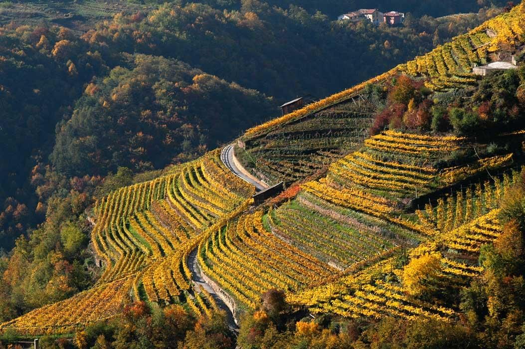 Golden autumn, landscape of La Vis winery