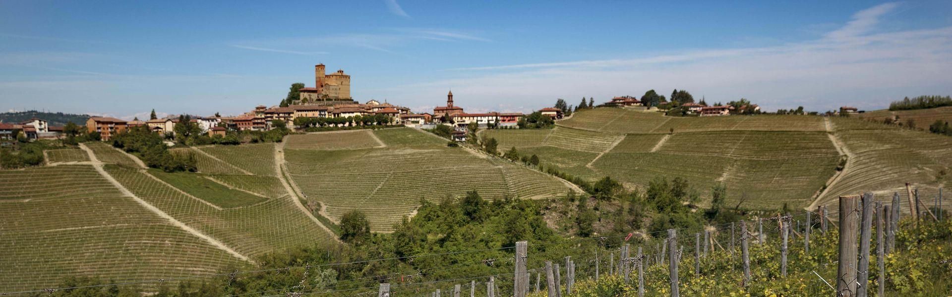 Serralunga d'Alba, vineyard Rivetto