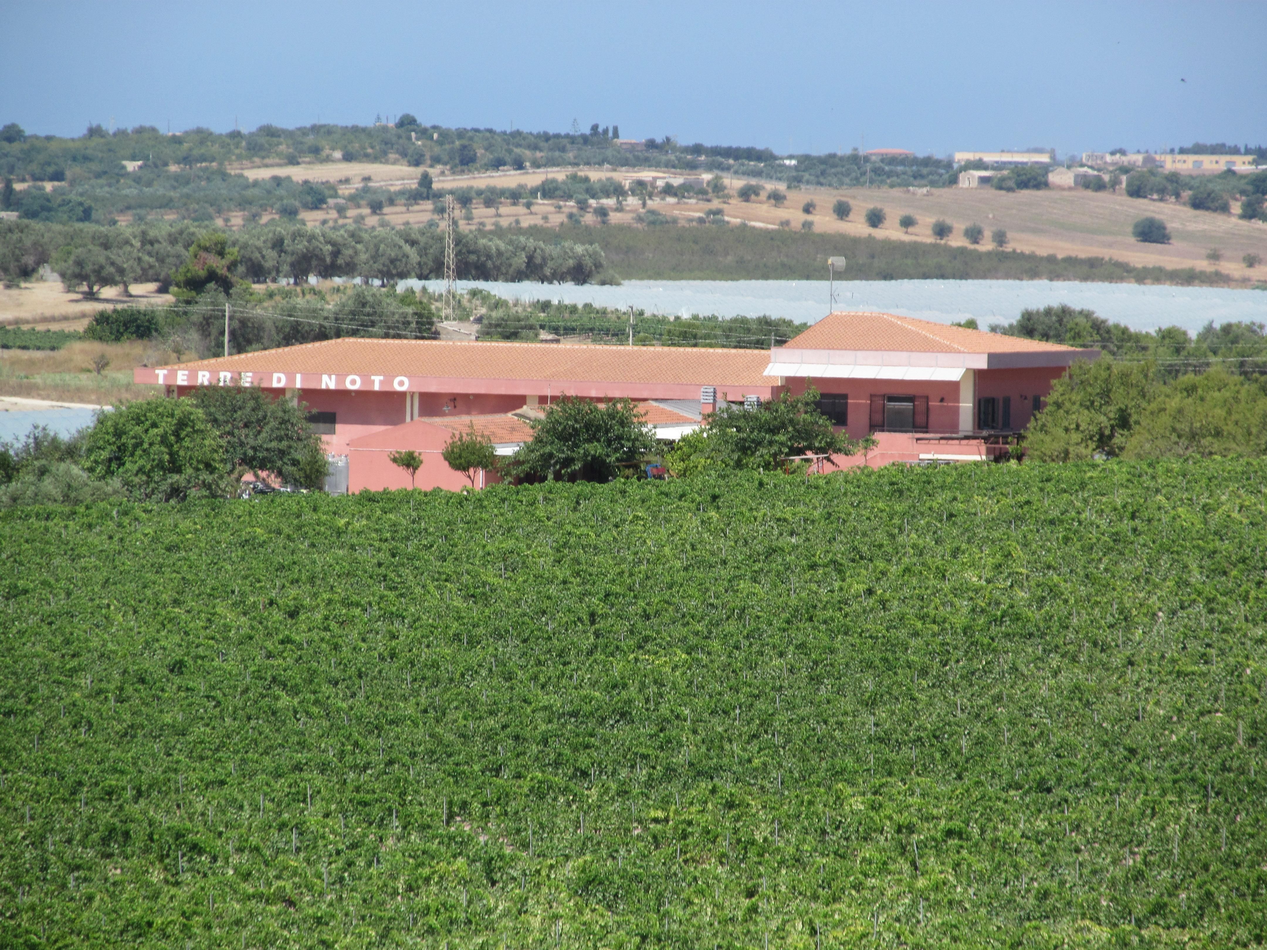 Winery Terre di Noto