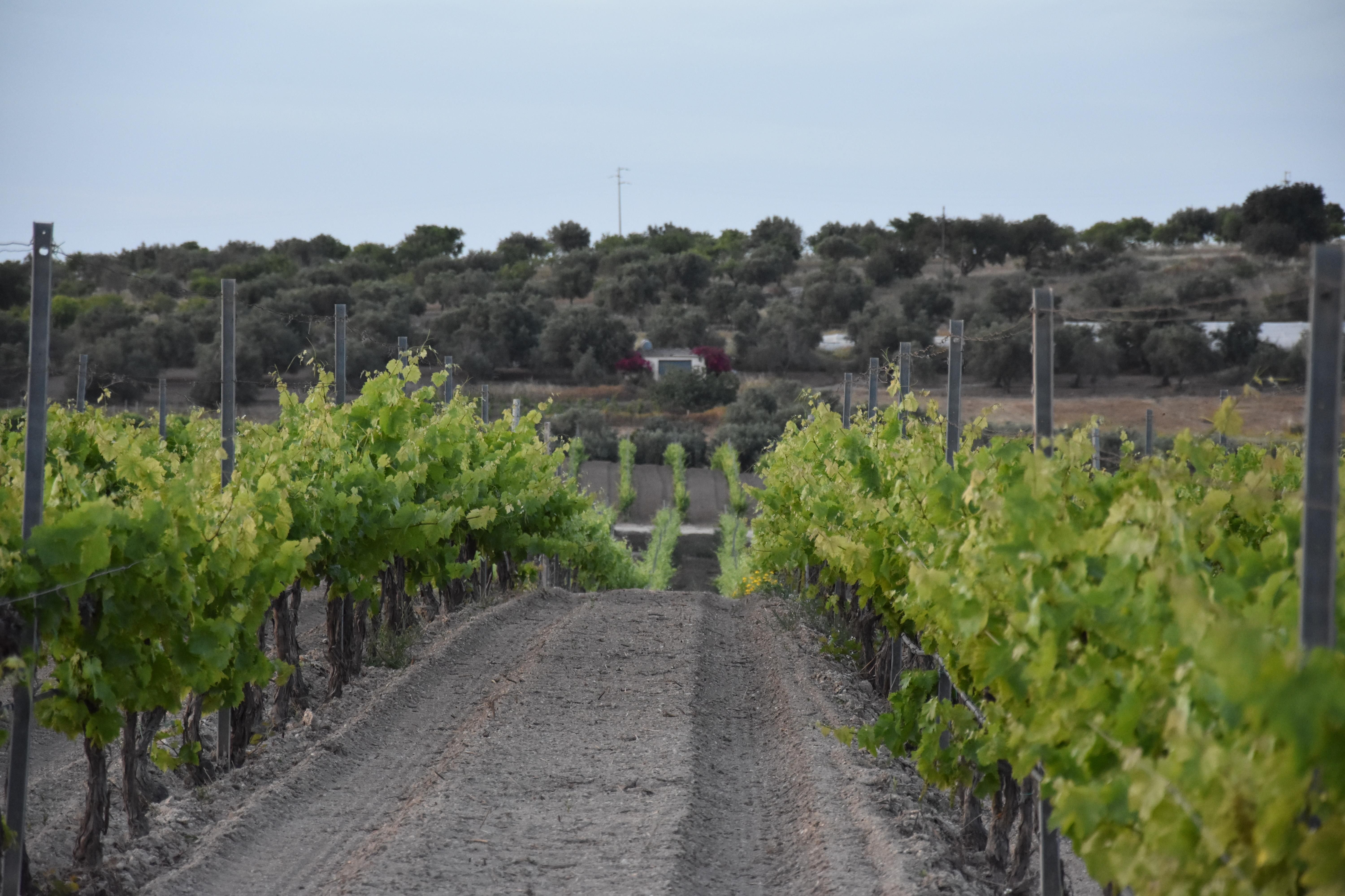 vineyard Filare