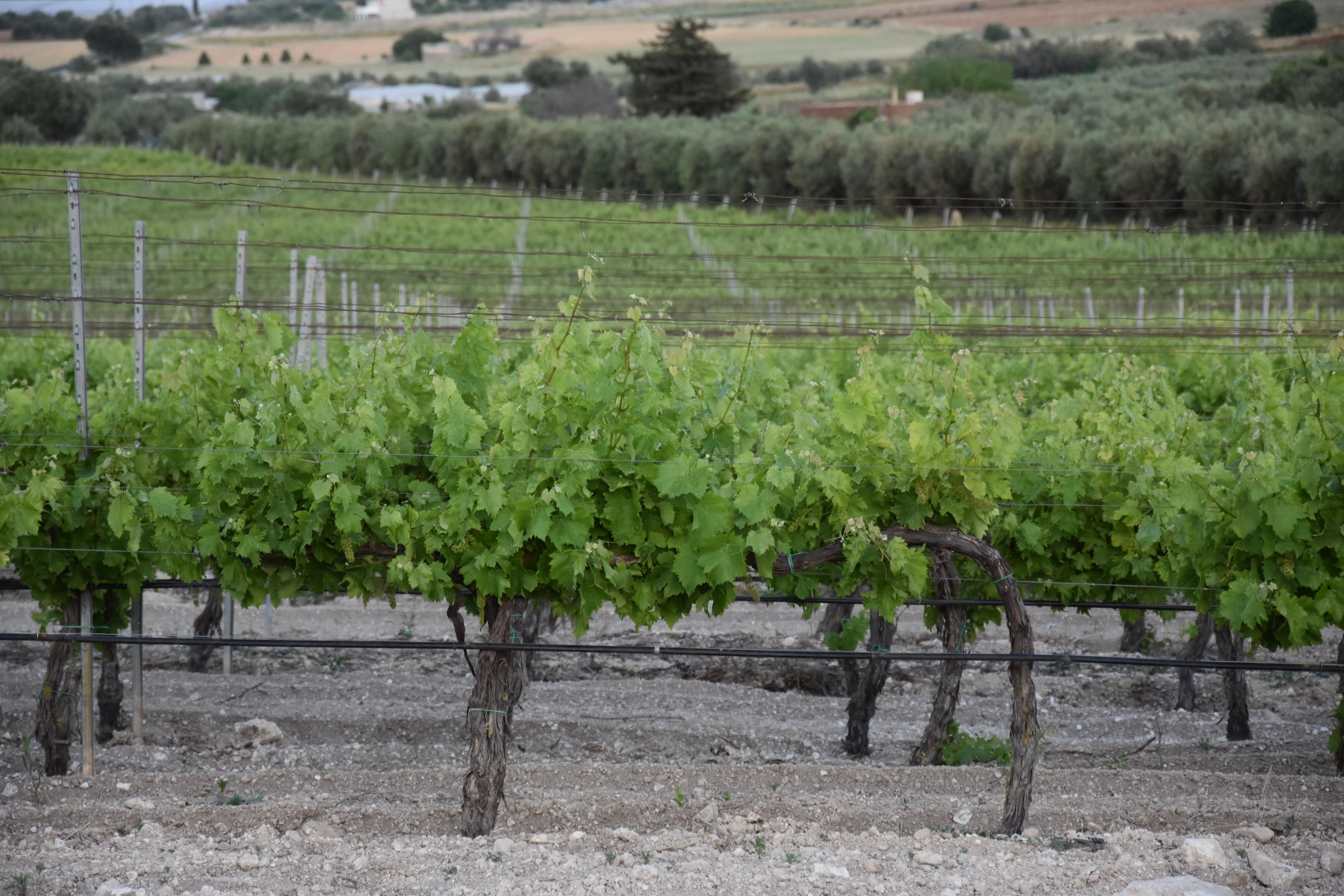 vineyard in Terre di Noto