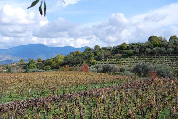 vineyards of Tenuta di Aglaea