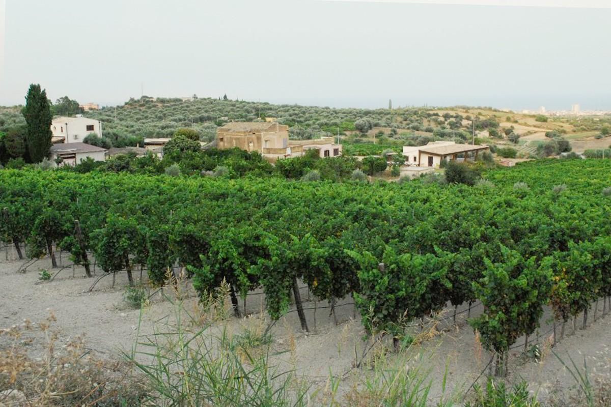 Vineyards of Tenuta Palmeri