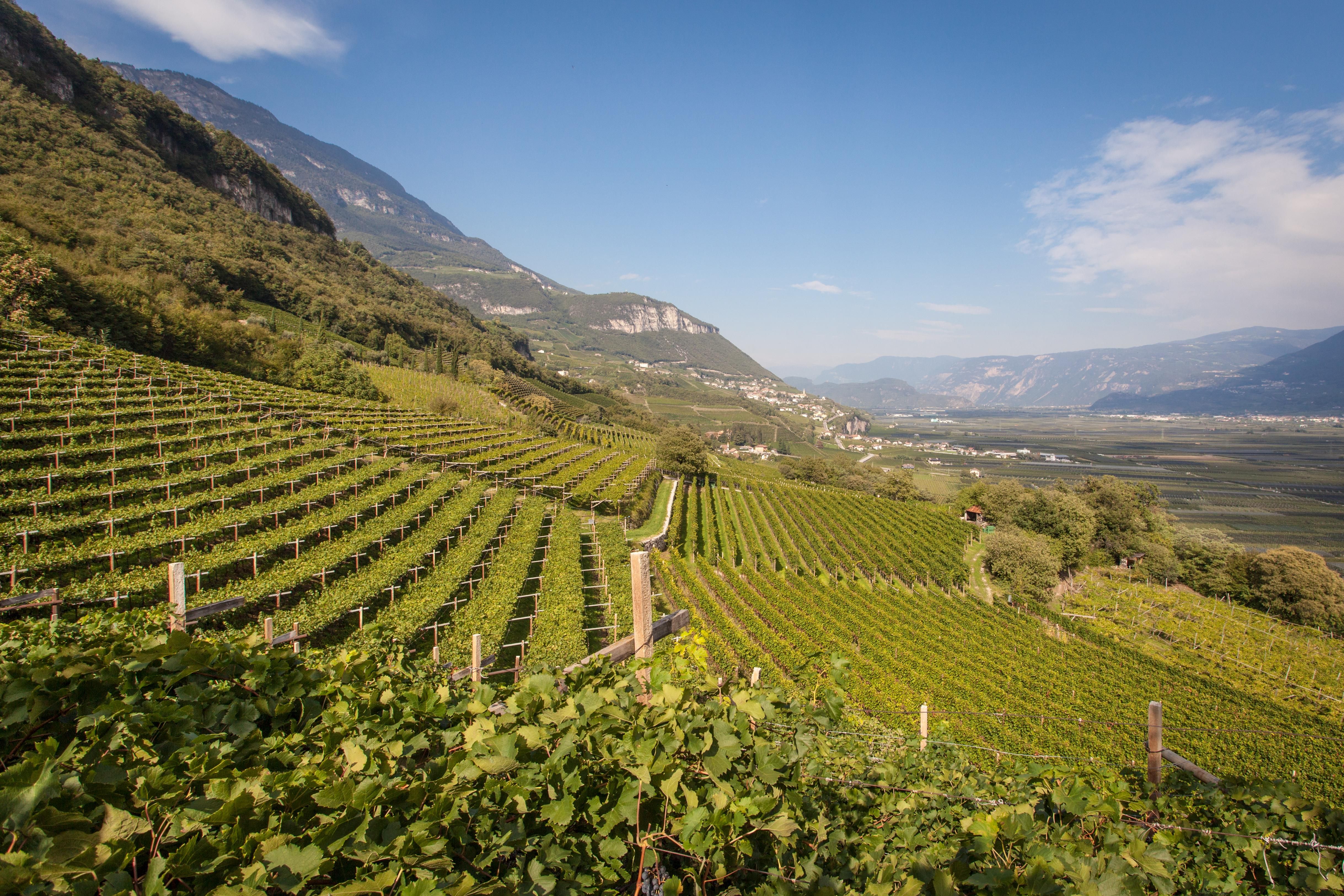 Vineyards of the winery Nals Margreid