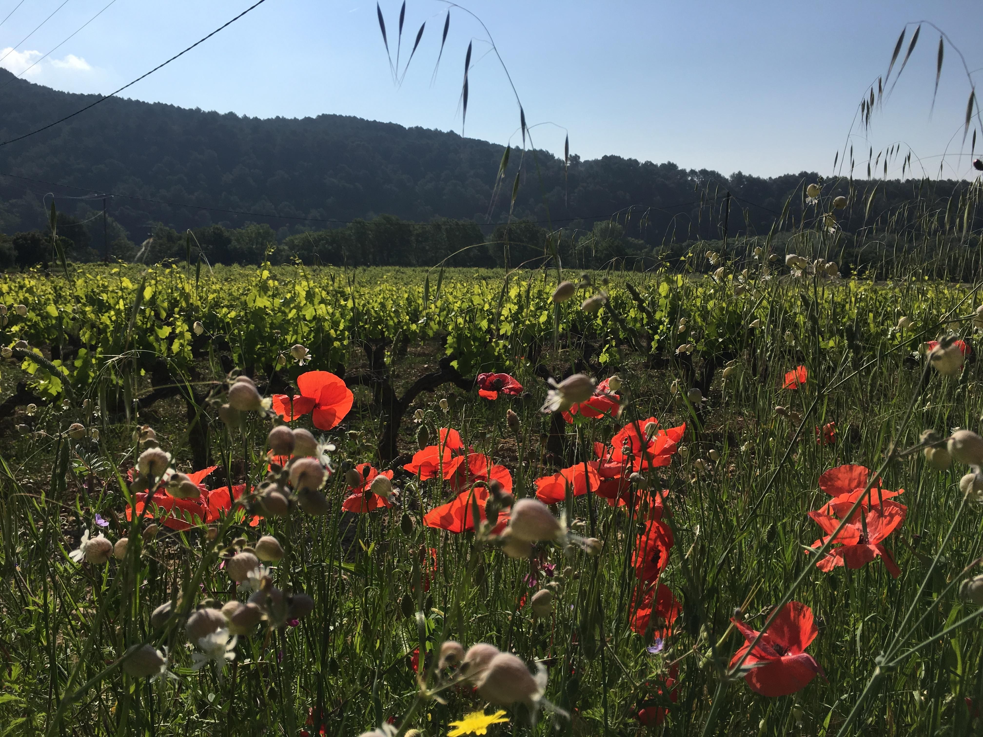 Vineyard and flowers