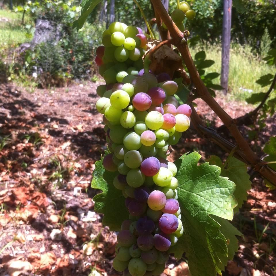 Grapes from Nello