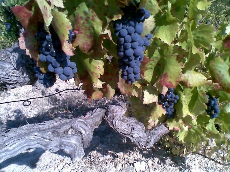 Старая лоза на винограднике Domaine Rouge-Bleu