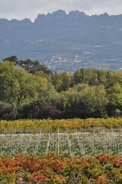 Vineyard Domaine Rouge-Bleu
