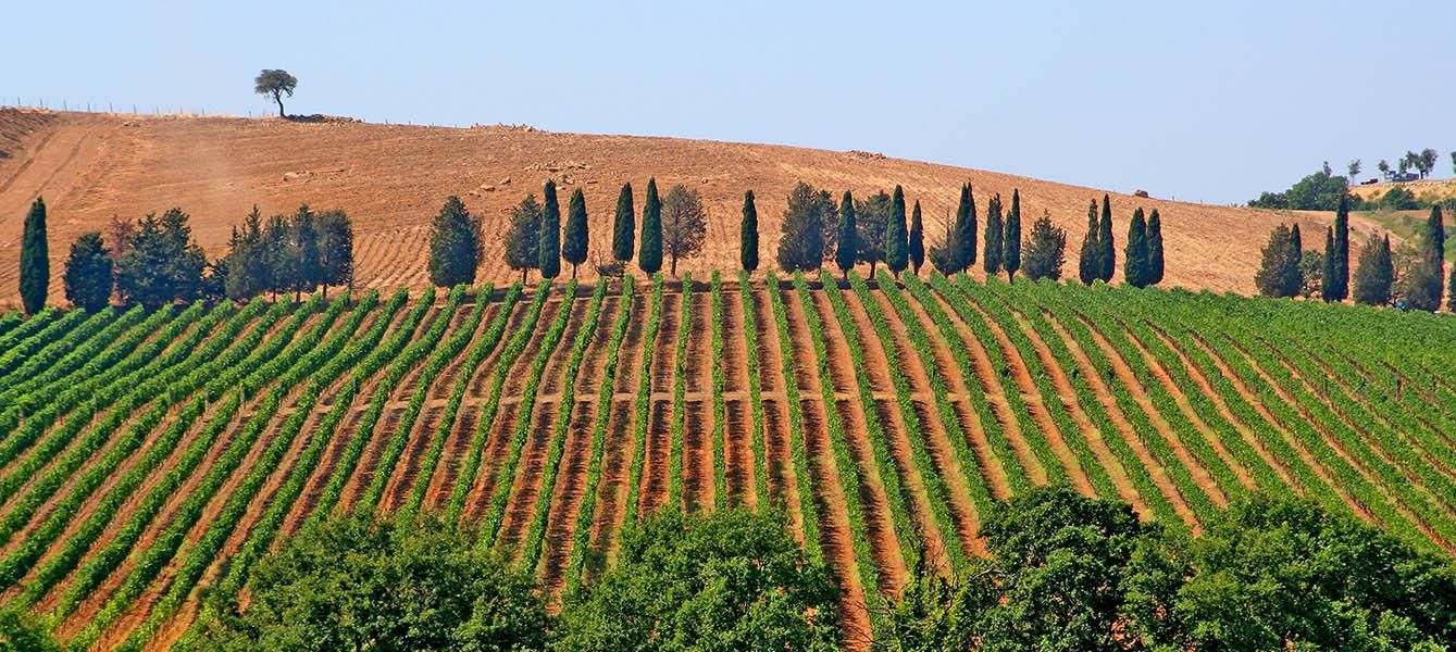 vineyards of MorisFarms (MORISFARMS S.R.L. SOCIETA AGRICOLA)