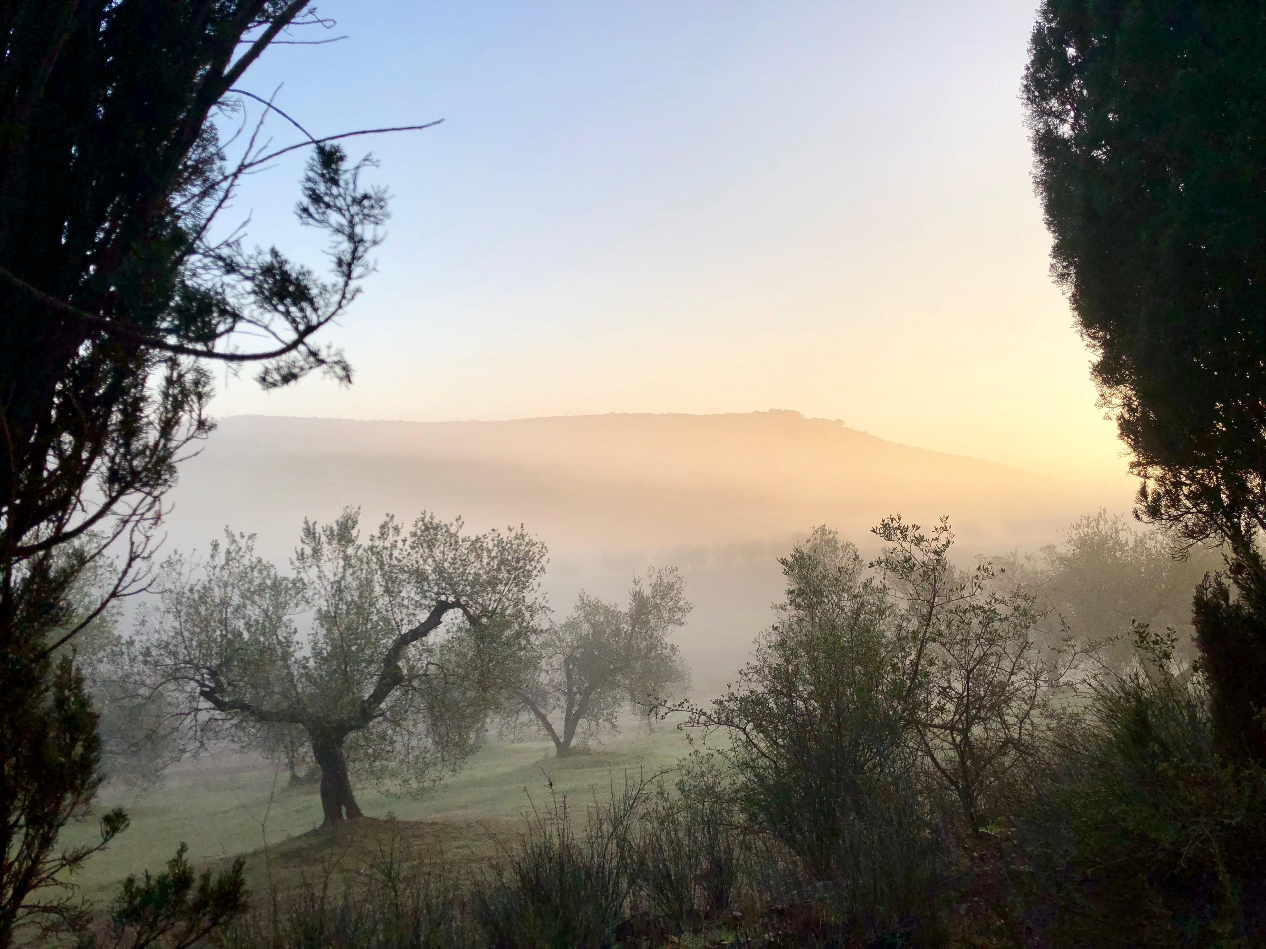 Sunrise over Olives (MorisFarms)