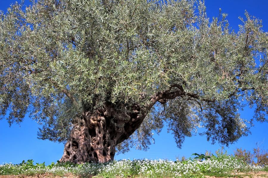 Old olive in «Tenuta Chiaramonte»