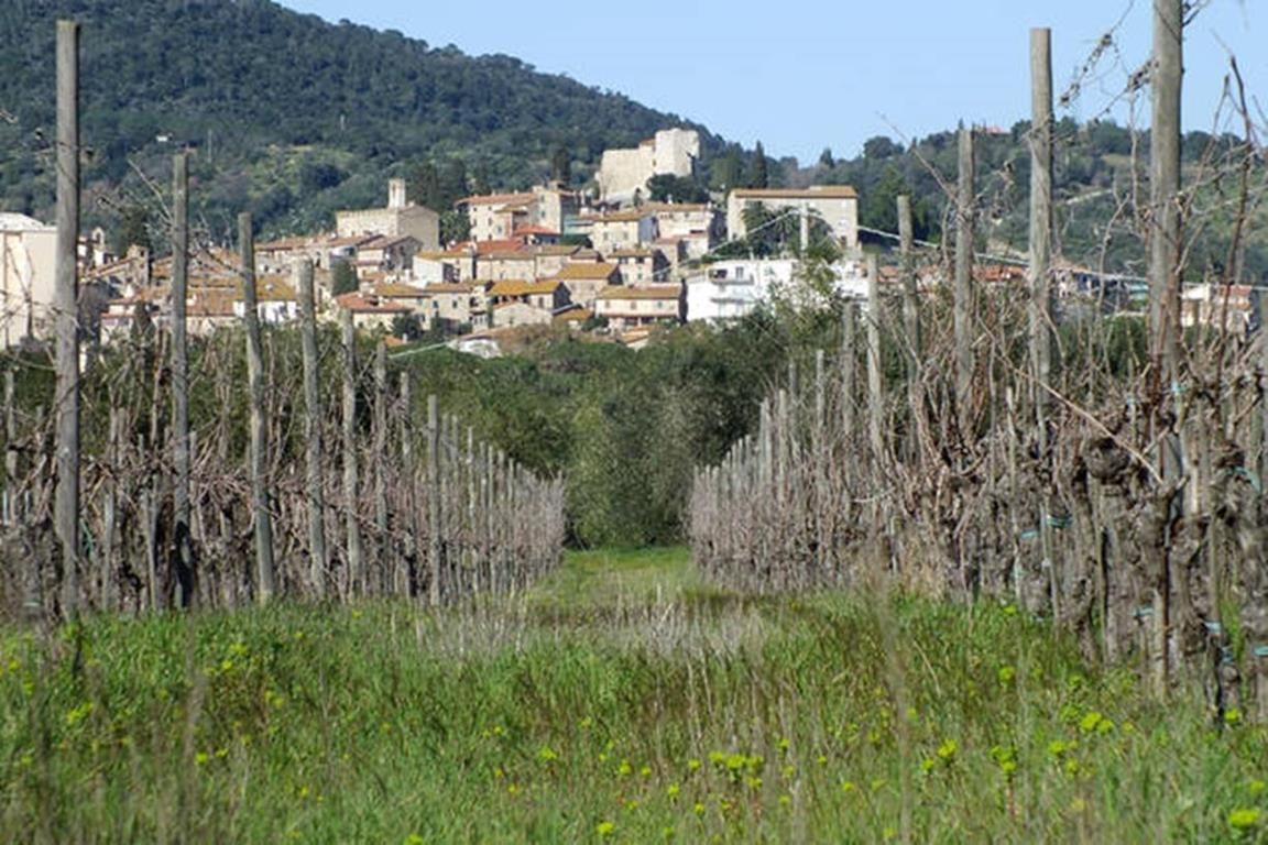Вид на городок Суверето из виноградника фермы