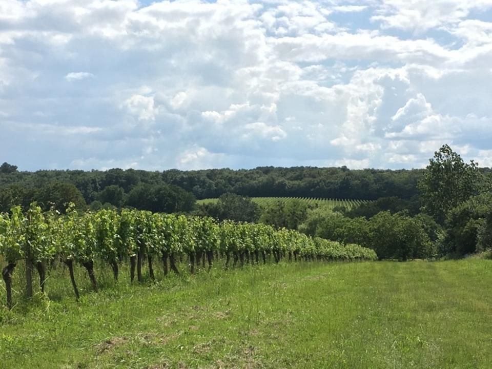Виноградник в июне