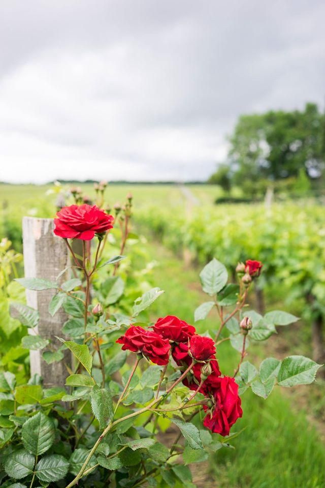 Красные розы рядом с виноградом