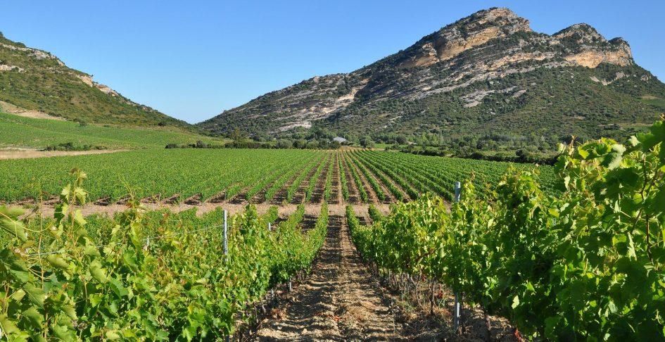 Vineyards Domaine Oranga de Gaffory