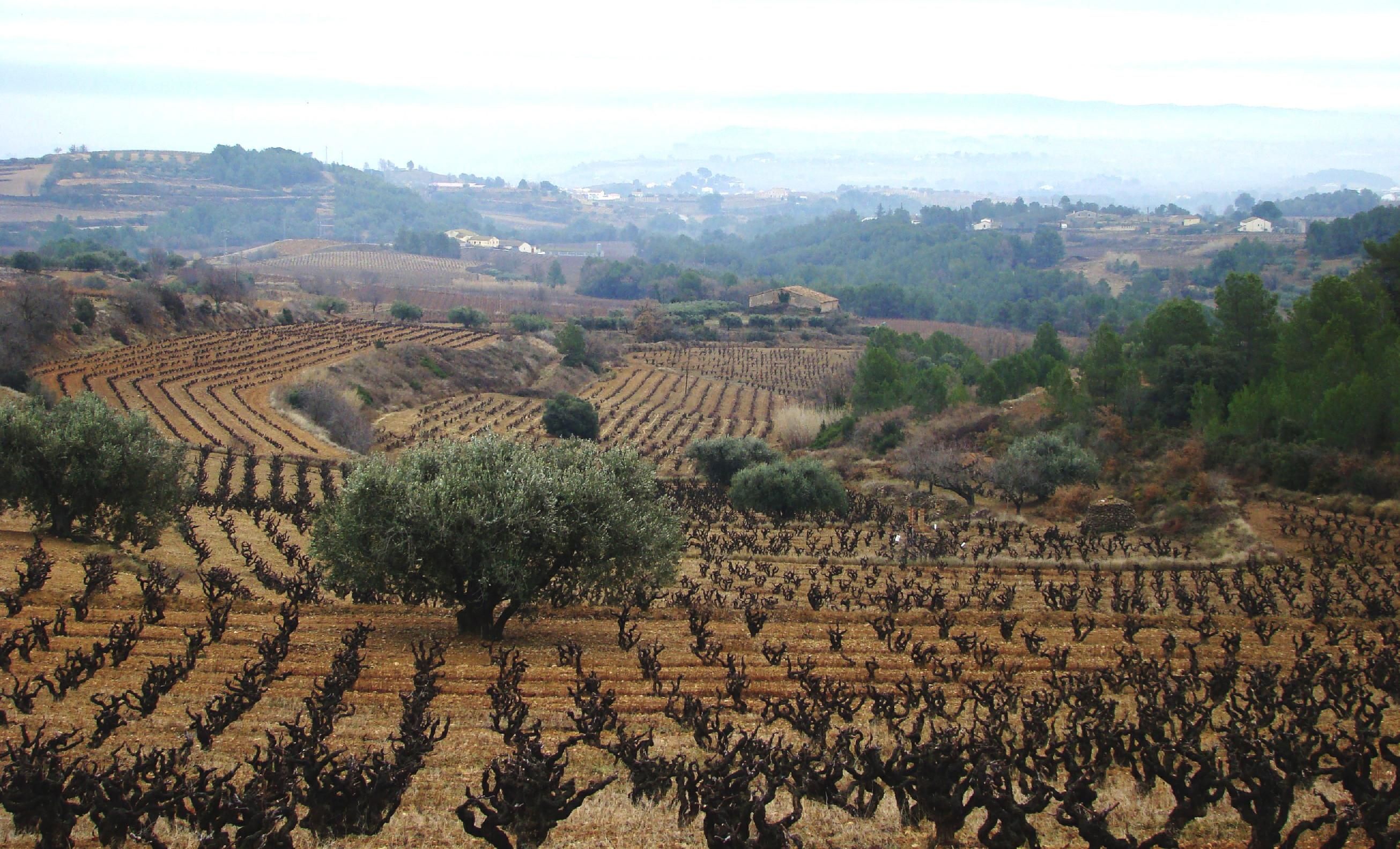 The old vines are plant at 500 meters of altitude