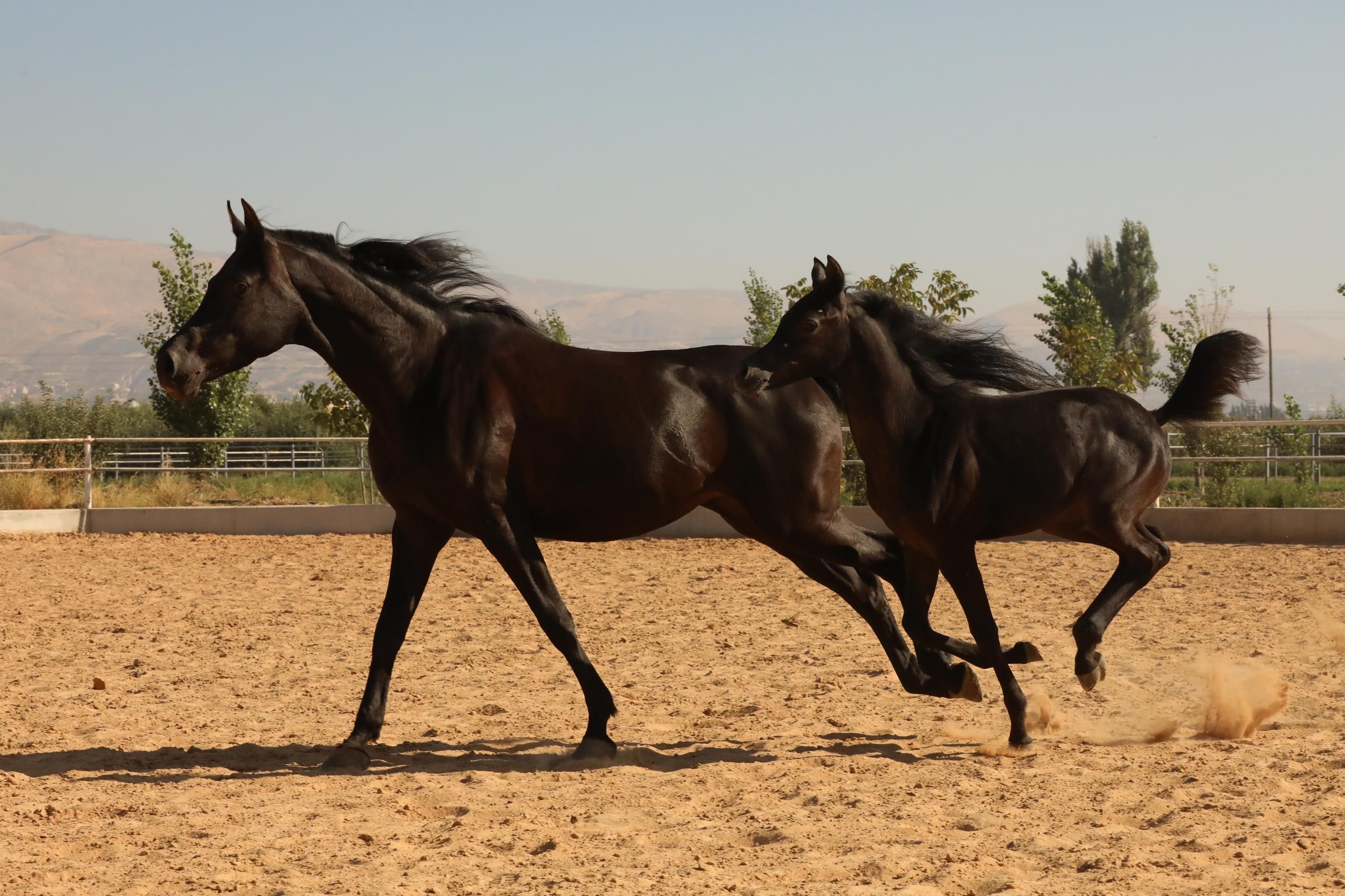 Wardy Stud, арабские лошади