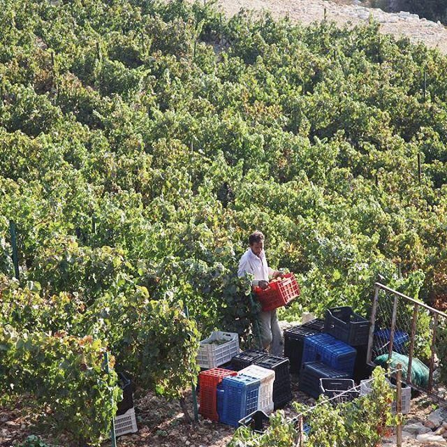 Harvesting in the Aurora vineyards