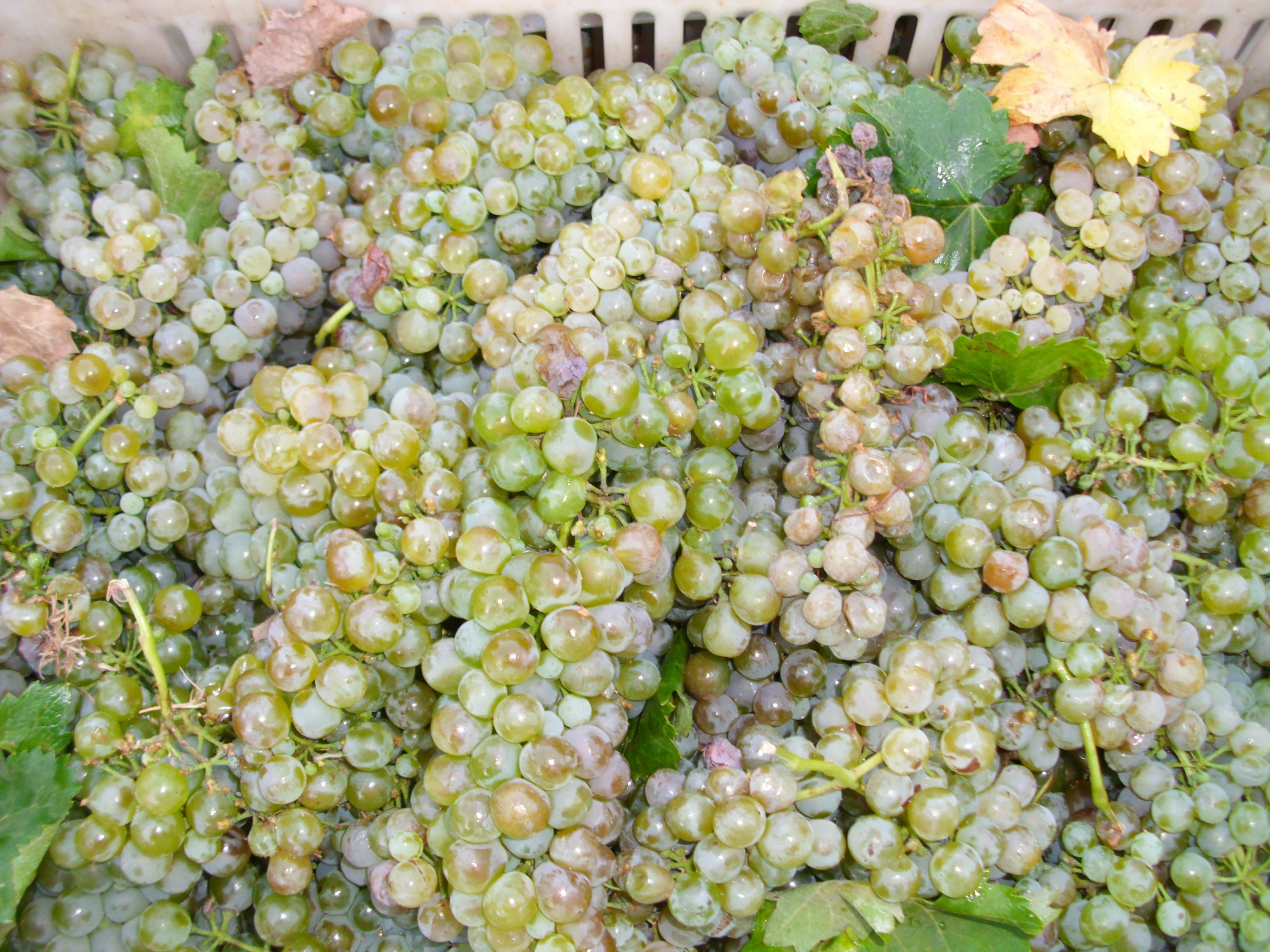 Виноград из Ливана, долина Бекаа