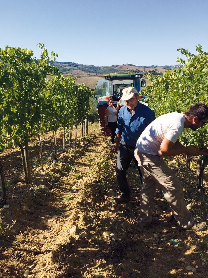 In the vineyards of Assolati