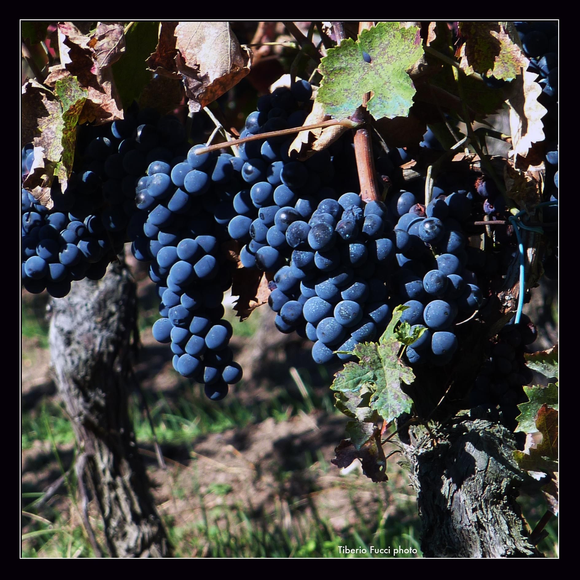 Elena Fucci's old vineyard