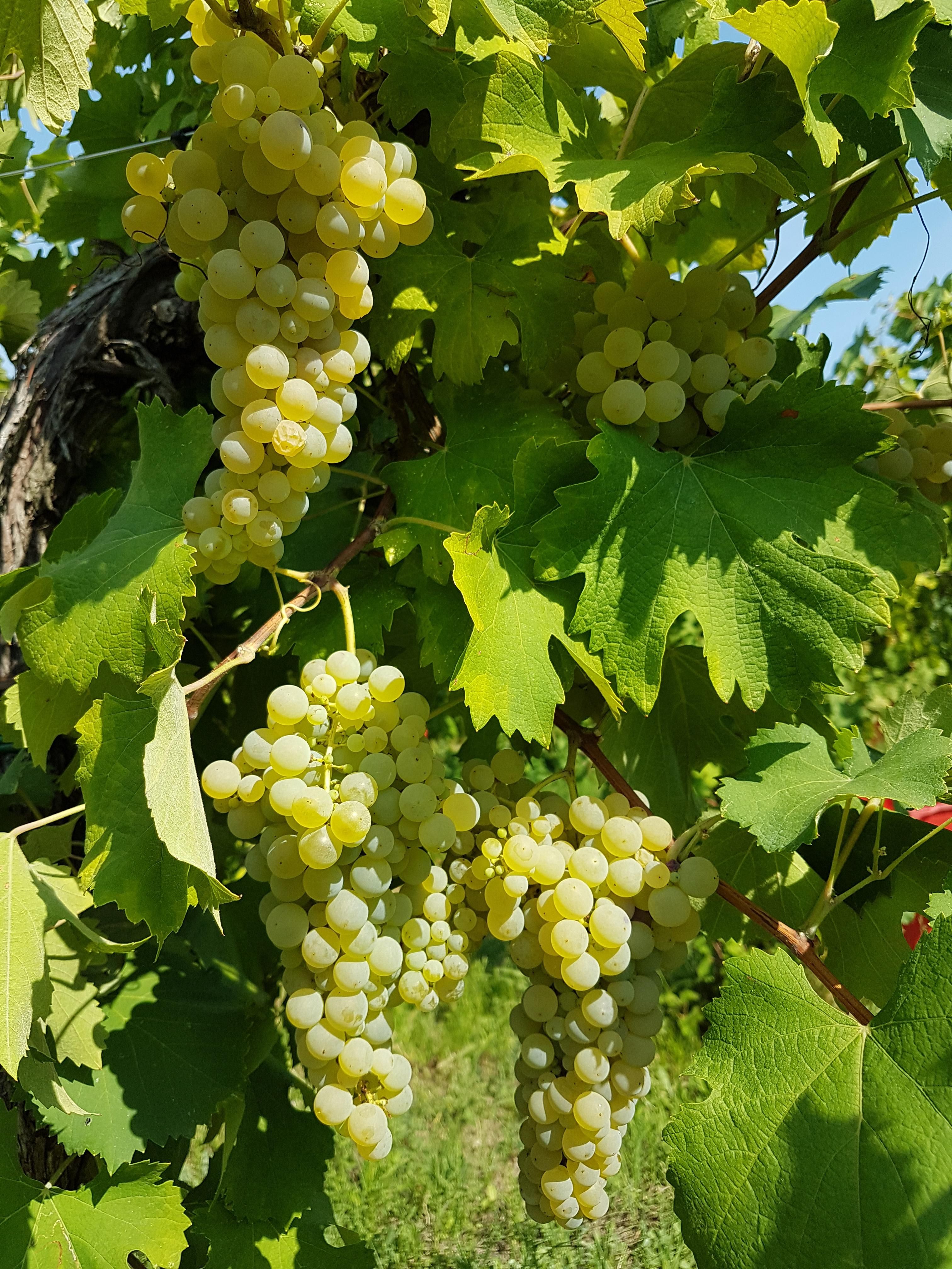 Ortrugo white grapes