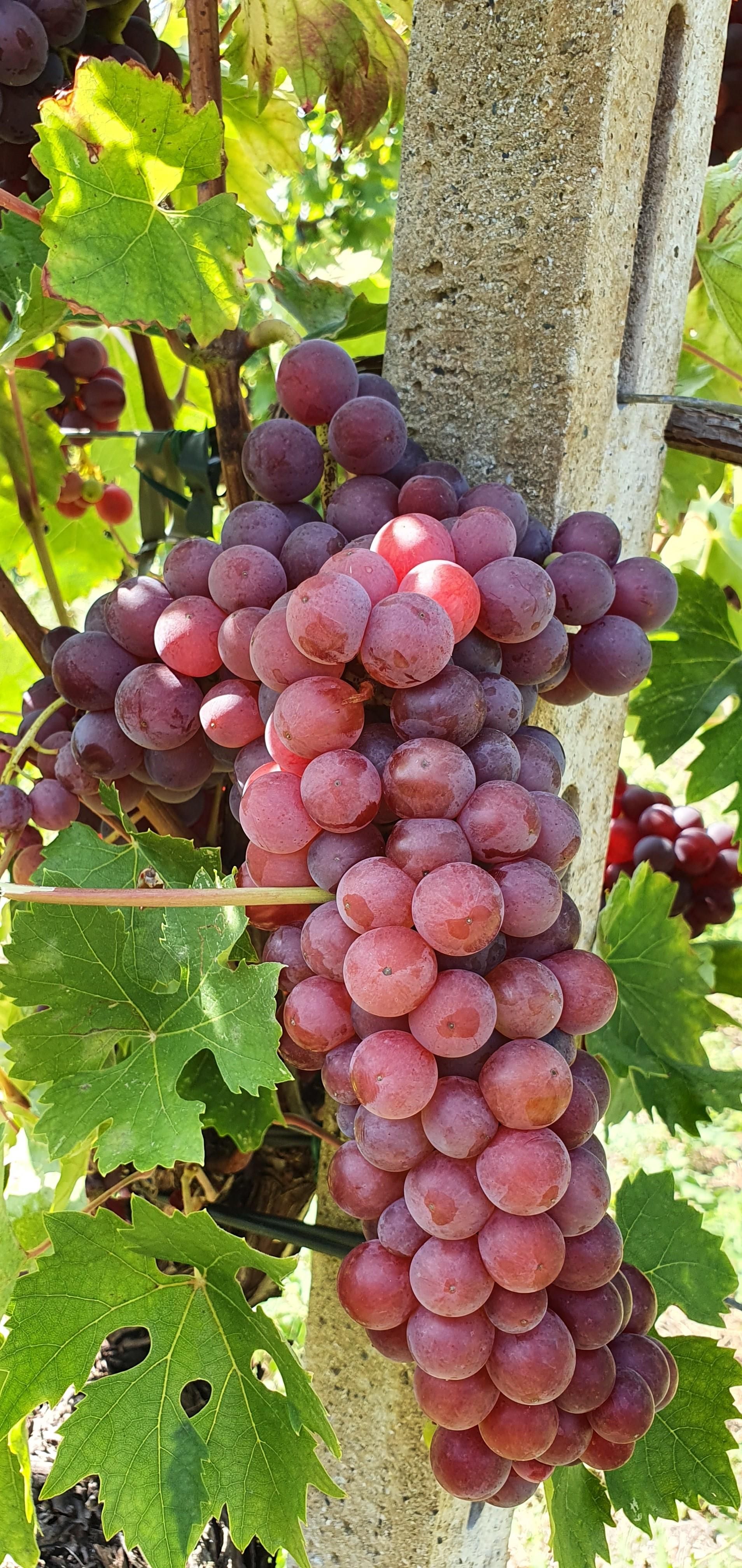 Grape Malvasia Rosa
