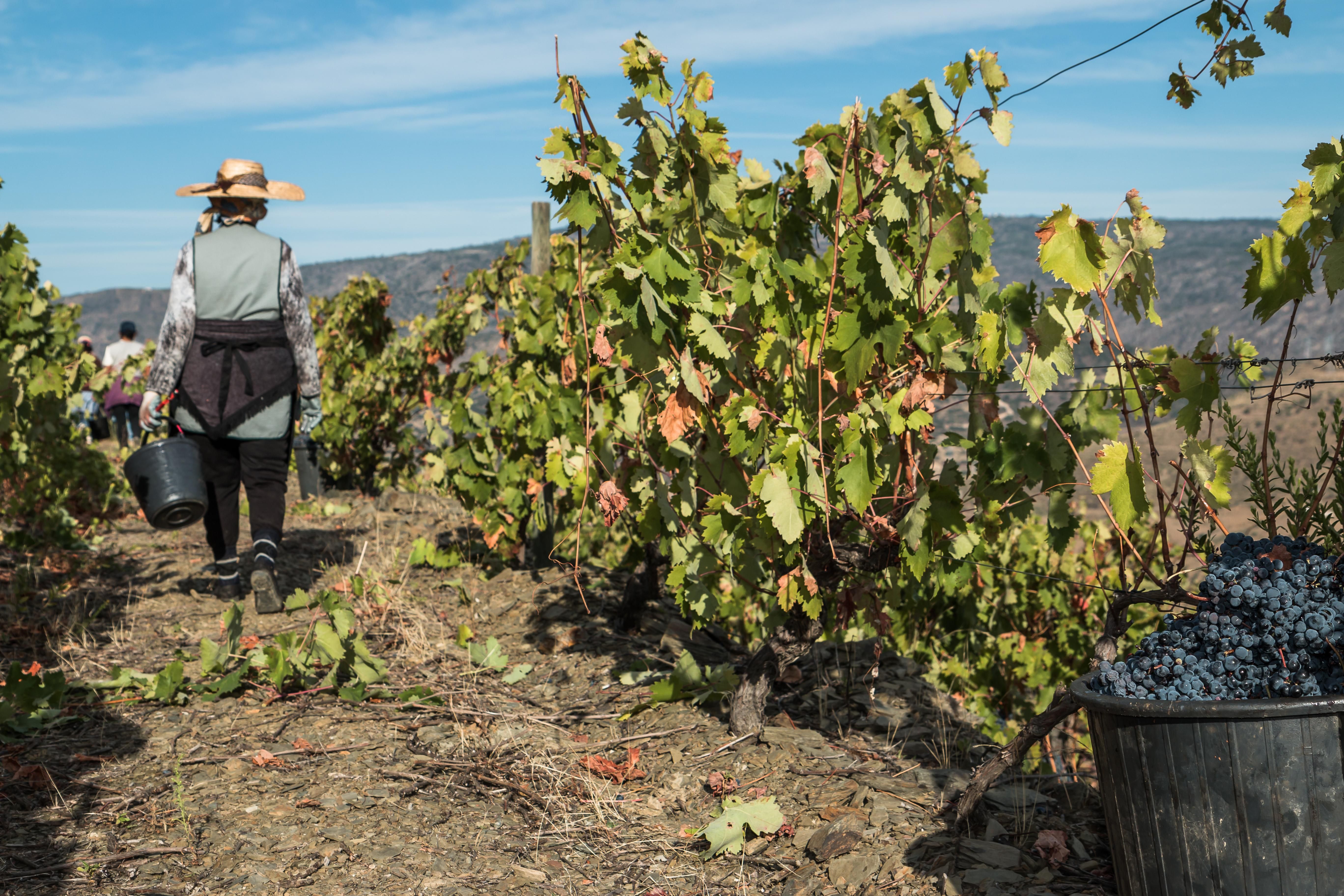 Сбор урожая на виноградниках Valle do Nideo