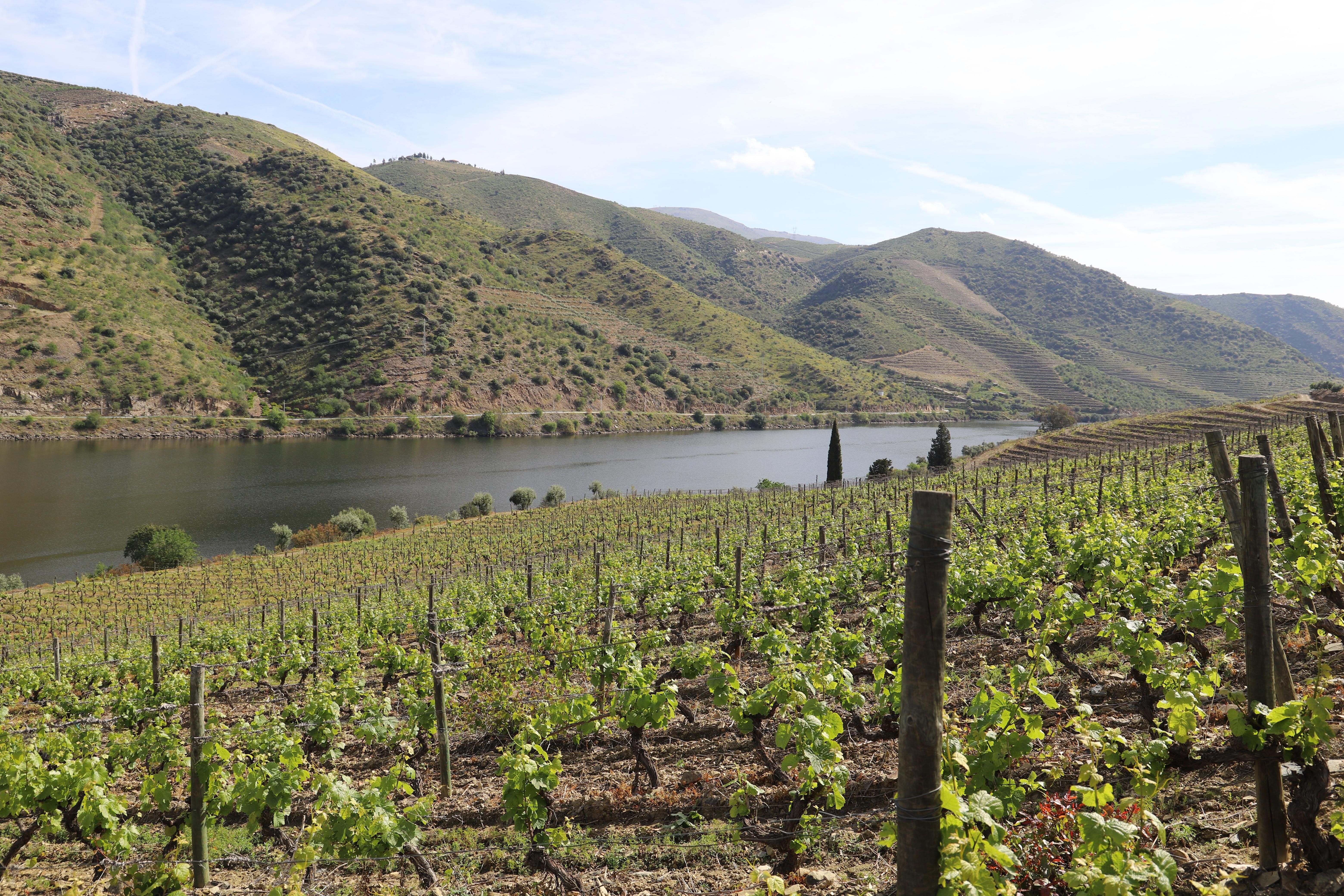 View of the vineyards and the Douro River