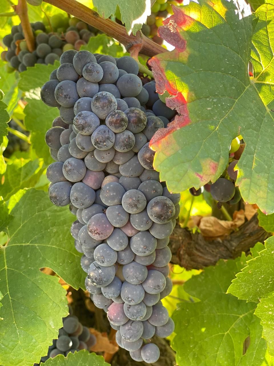 Grape bunches of a new harvest