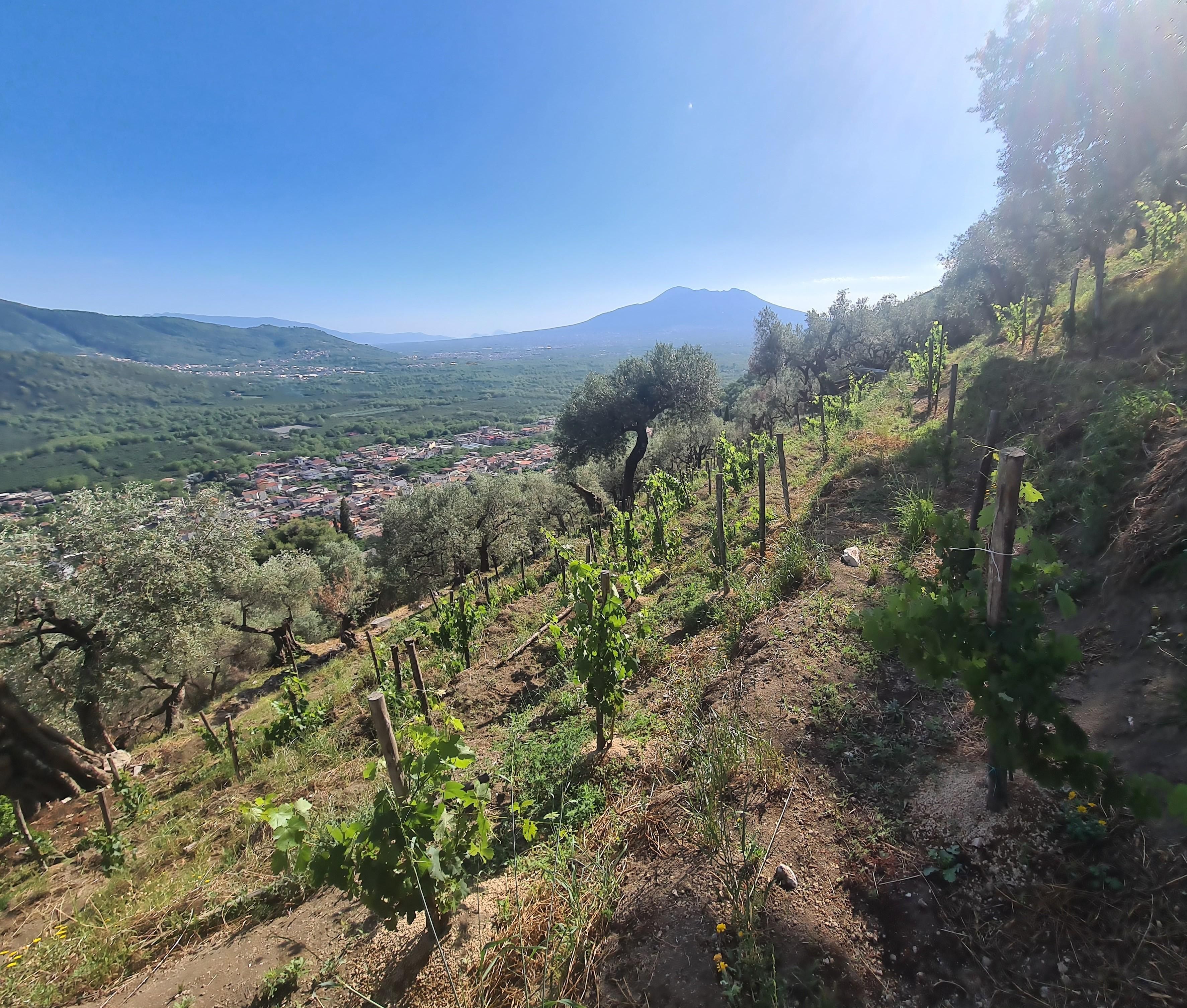 Vineyards Petra Marzia overlooking Vesuvius