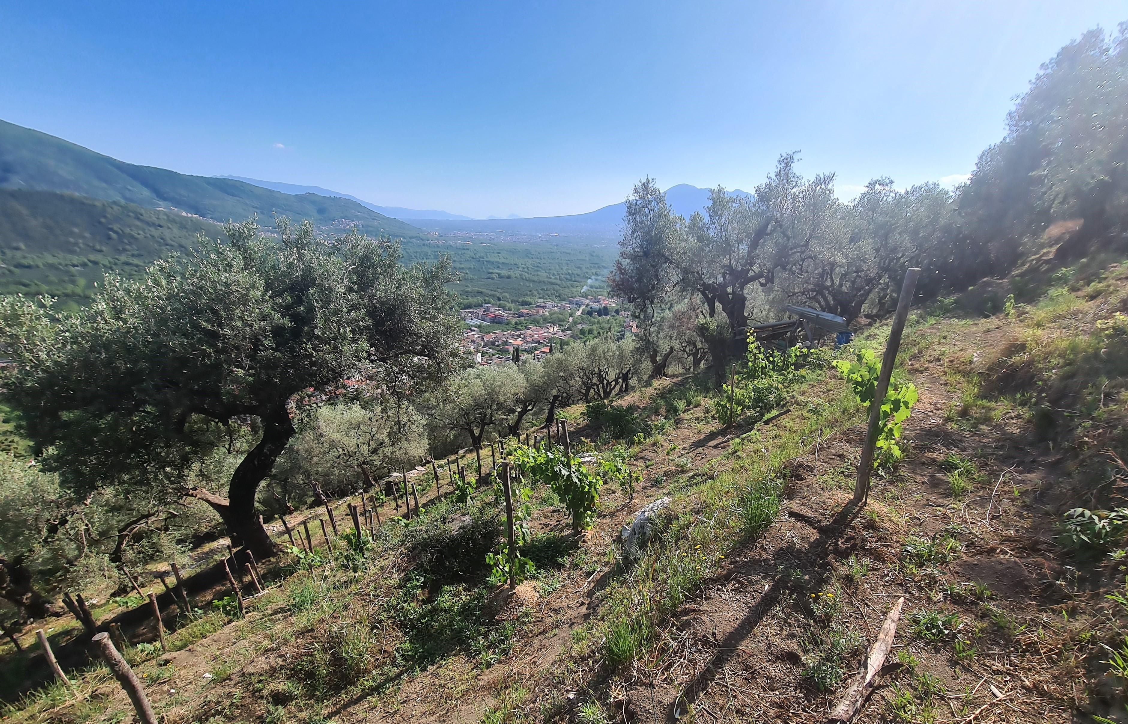 Vineyards overlooking Vesuvius
