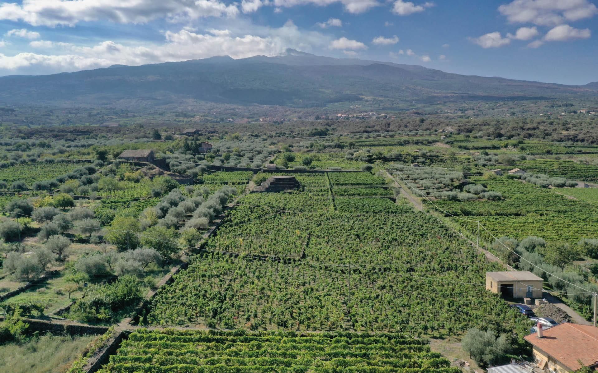 the vineyards of Feudo di Mezzo on the slope of Mount Etna
