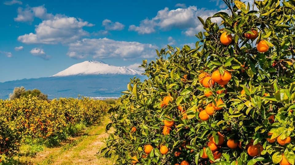 Апельсиновая плантация, Azienda Brancati, Сицилия