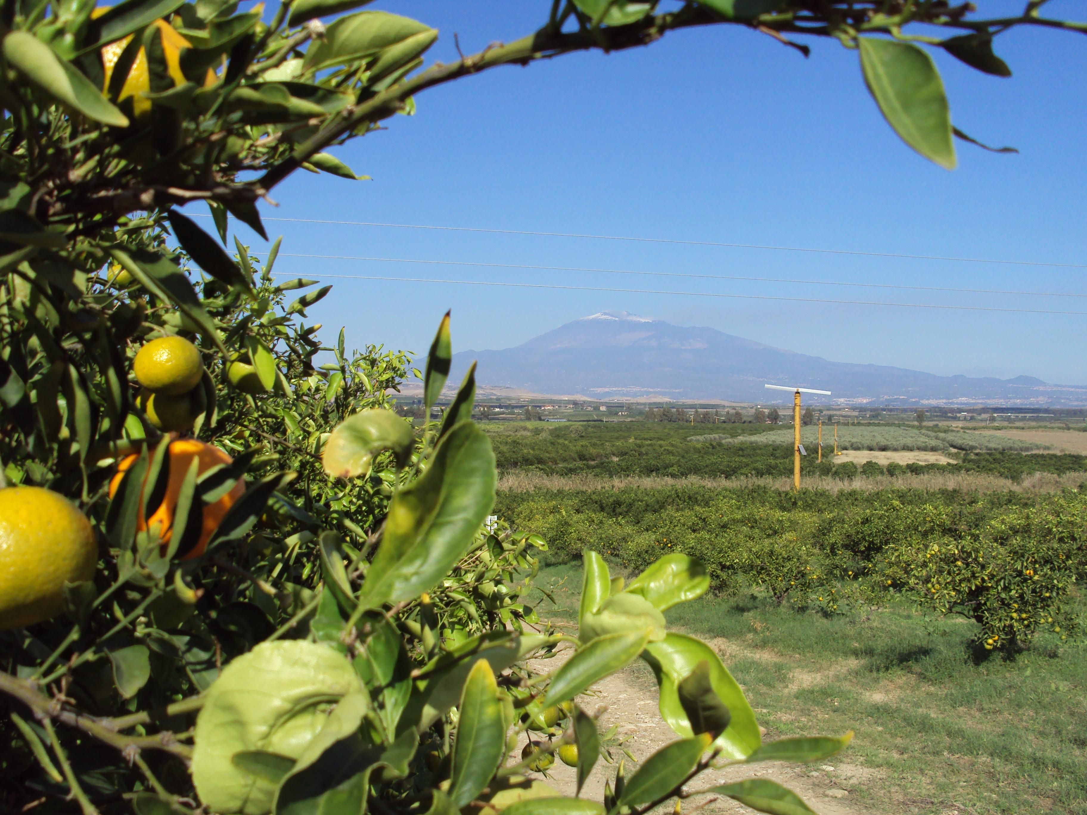 Lemons and Etna