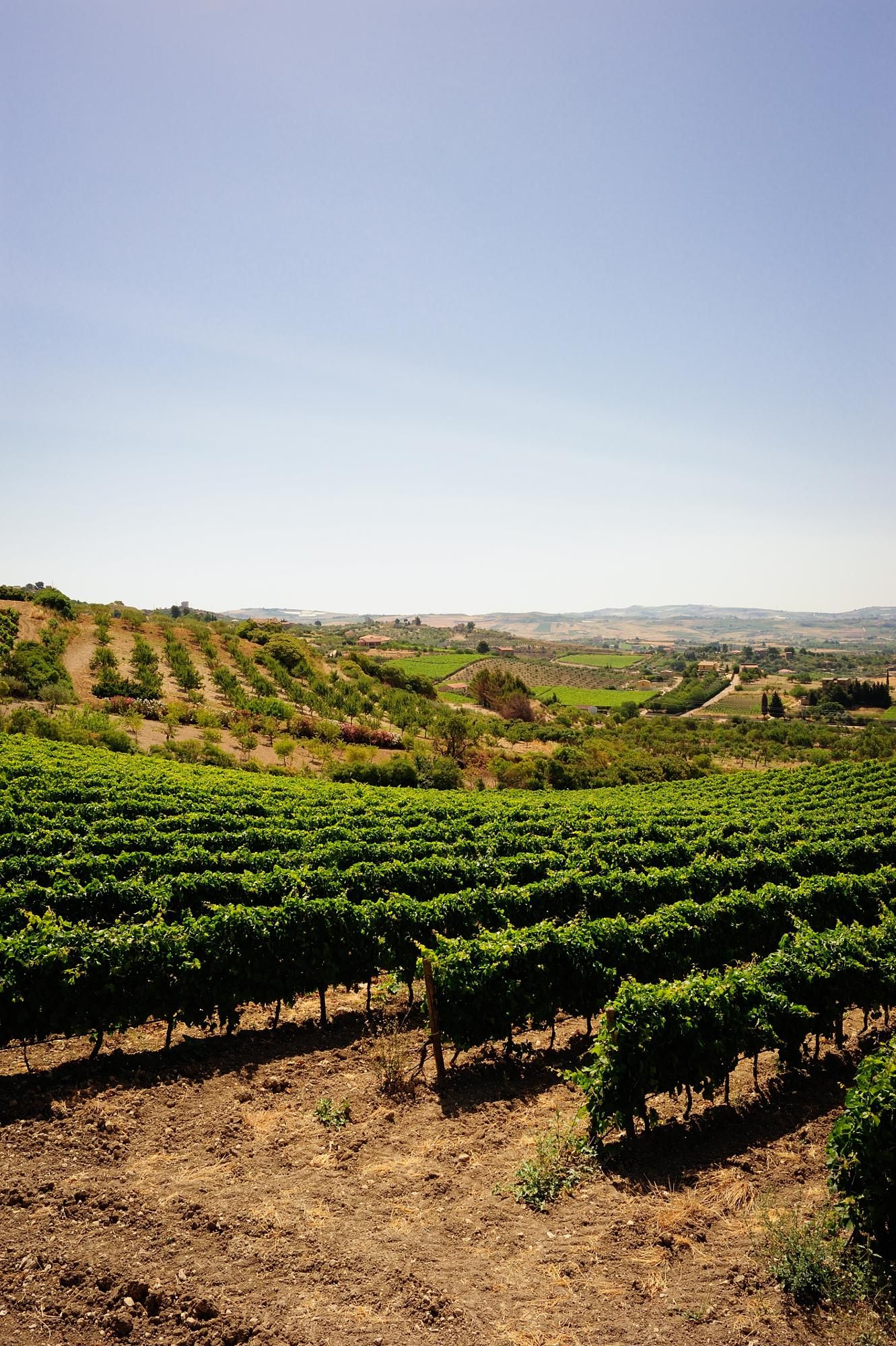Morgante vineyards
