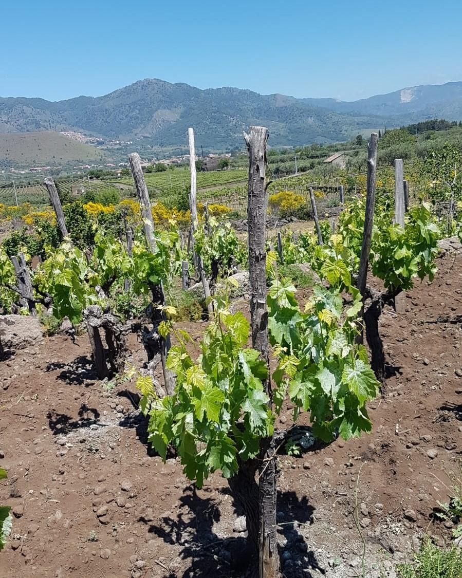 View of Camarda vineyards