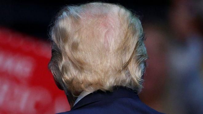 Золотистые волоски на голове насекомого напомнили ученому прическу Трампа