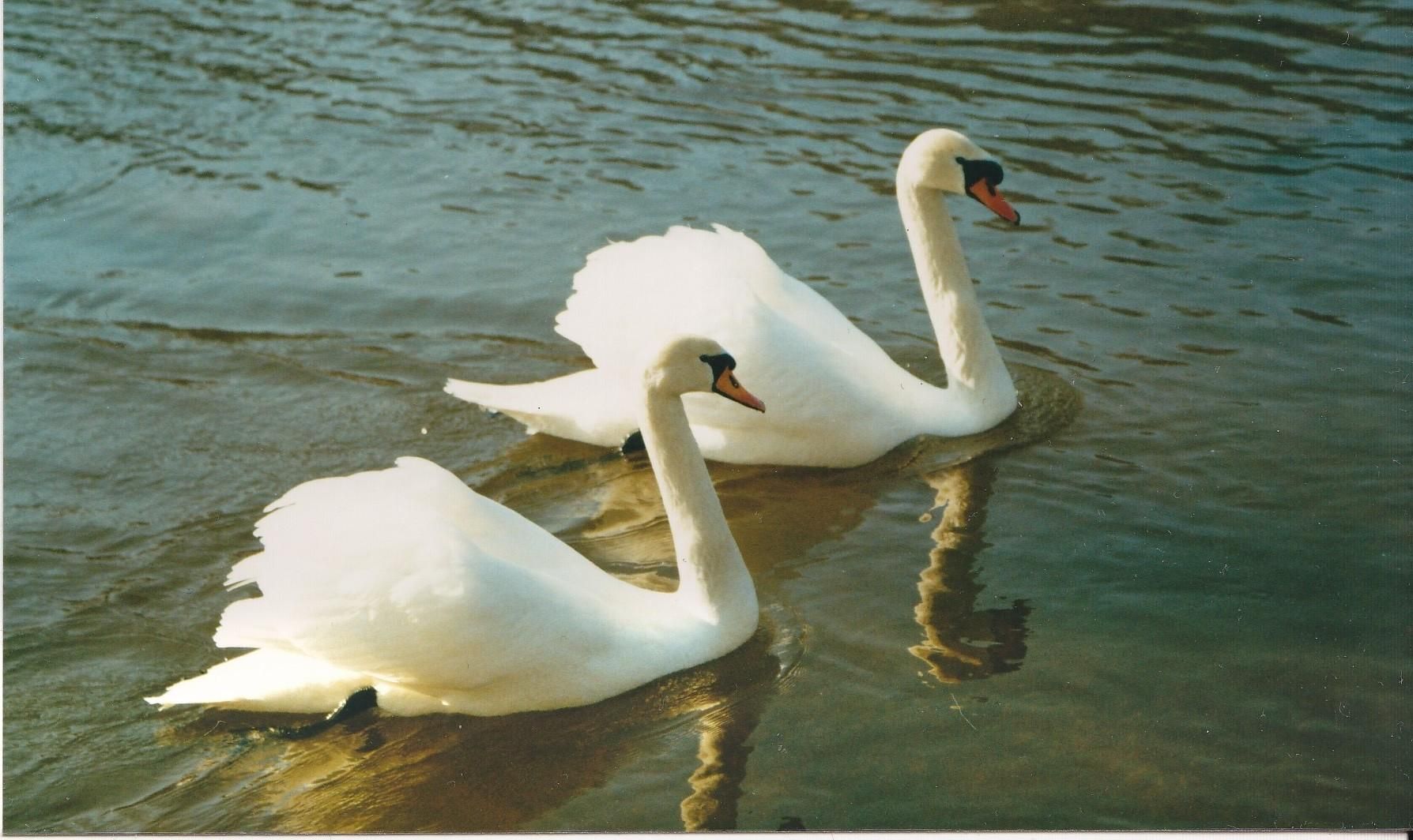 Лебеди на реке Нярис