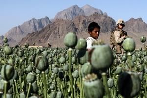 На снимке: плантации опиумного мака в Афганистане. Фото ng.ru